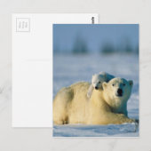 Baby Polar Beer klimt op moeder Briefkaart (Voorkant / Achterkant)