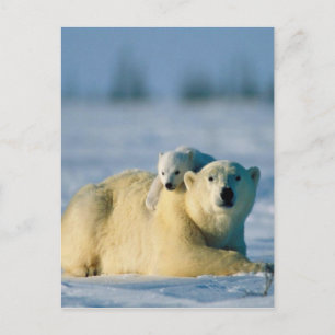 Baby Polar Beer klimt op moeder Briefkaart