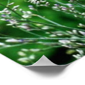 Baby Possum Caught Picking Flowers Poster (Hoek)