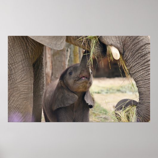 Baby Poster (Voorkant)