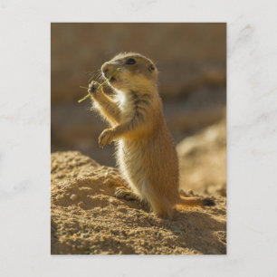 Baby prairiehond eet, Arizona Briefkaart