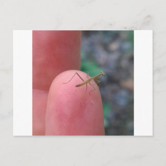 Baby Praying Mantis Post Card Briefkaart