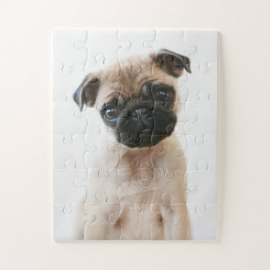Baby Pug Portrait Legpuzzel