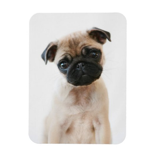Baby Pug Portrait Magneet (Verticaal)