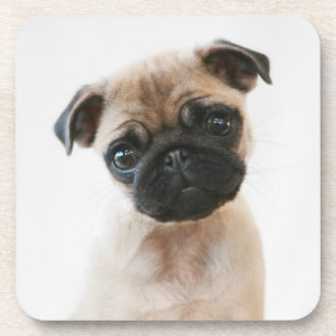 Baby Pug Portret Bier Onderzetter