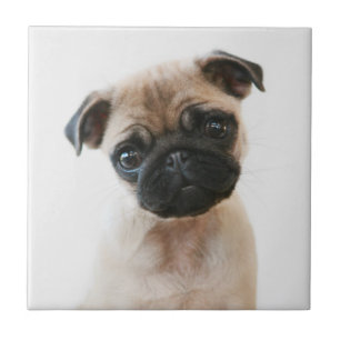 Baby Pug Portret Tegeltje