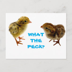 Baby Quail Chick Briefkaart