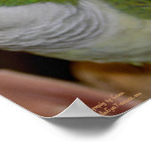 Baby Quaker Parrot Pair #2 Poster (Hoek)