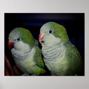 Baby Quaker Parrot Pair 2 Poster