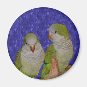 Baby Quaker Parrot Pair Animal Magnet Magneet