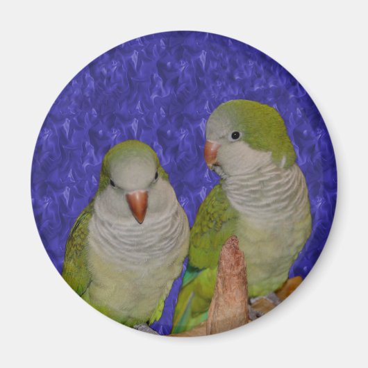 Baby Quaker Parrot Pair Animal Magnet Magneet (Voorkant)