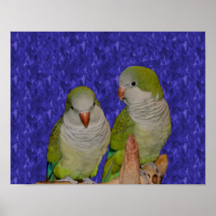 Baby Quaker Parrot Pair Animal Poster