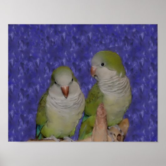 Baby Quaker Parrot Pair Foto schilderen Poster (Voorkant)