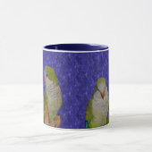 Baby Quaker Parrots Animal Mok (Midden)