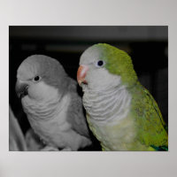 Baby Quaker Parrots Partiële kleur
