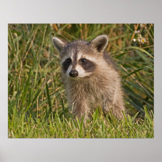 Baby Raccon 2 Poster