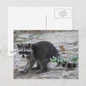 Baby Raccoon Briefkaart (Voorkant / Achterkant)