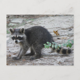 Baby Raccoon Briefkaart