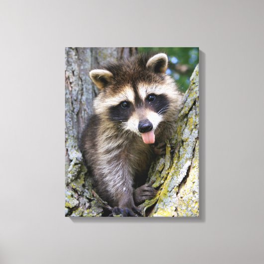 Baby Raccoon Canvas Afdruk (Voorkant)