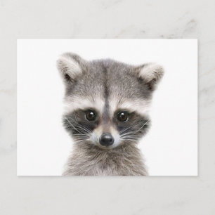 baby raccoon hallo. briefkaart