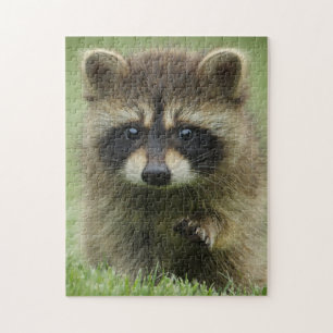 Baby Raccoon Legpuzzel