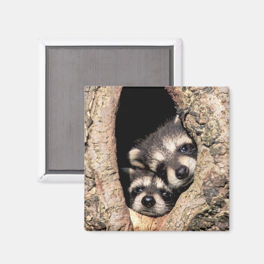 Baby Raccoons die uit de boom springen Magneet (Voorkant / Achterkant)