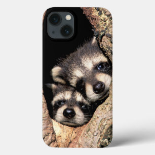 Baby Raccoons Peeking out of Tree iPhone 13 Hoesje