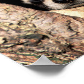 Baby Raccoons Peeking out of Tree Poster (Hoek)