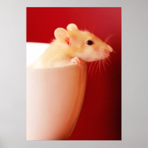 Baby Rat Poster