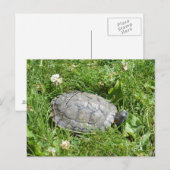 Baby Red Eared Slider Turtle Briefkaart (Voorkant / Achterkant)