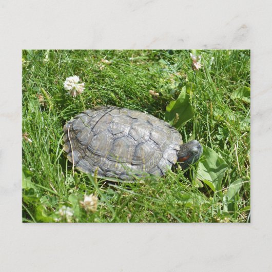 Baby Red Eared Slider Turtle Briefkaart (Voorkant)