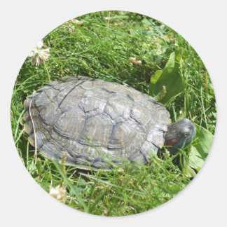 Baby Red Eared Slider Turtle Ronde Sticker