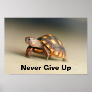 Baby Redfoot Tortoise Poster