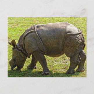 Baby Rhino Briefkaart