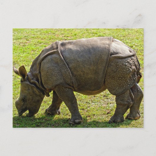 Baby Rhino Briefkaart (Voorkant)