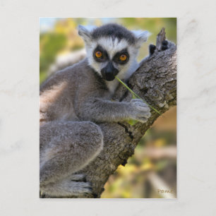 Baby Ring Tailed Lemur Briefkaart