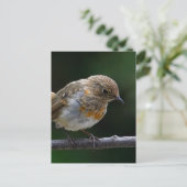 Baby Robin Briefkaart (Staand voorkant)