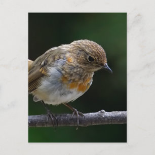 Baby Robin Briefkaart