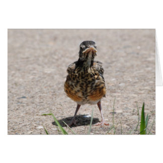 Baby Robin neemt een standpunt in