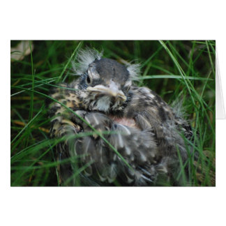 Baby Robin's eerste lente