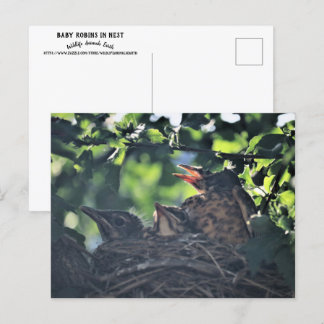 Baby Robins in Nest Natuur Wildlife Animals Foto Briefkaart