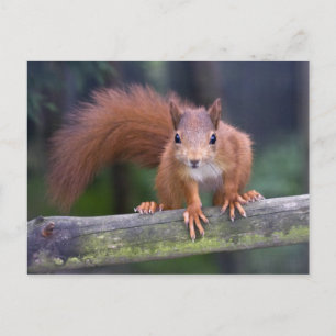 Baby Rood Briefkaart
