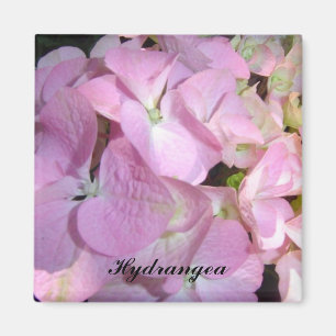 Baby Roze Hortensia Magneet
