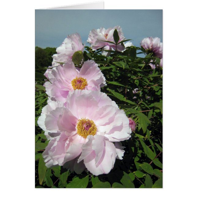 Baby roze pony's (Voorkant)