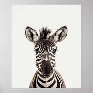Baby Safari Afrika Jungle Dieren Zebra Poster