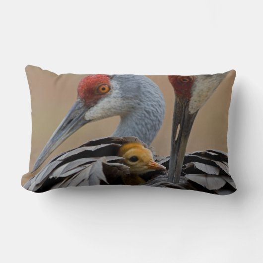 Baby Sandhill Kussen (Voorkant)