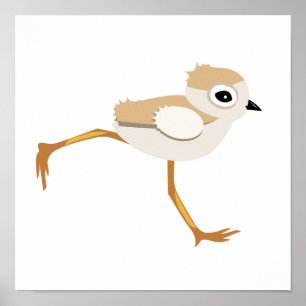 Baby Sandpiper of Pipy Plover Chick Poster