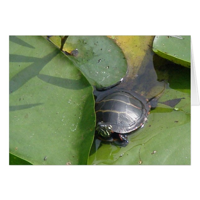 Baby schildpad op Lilypad Items (Voorkant Horizontaal)