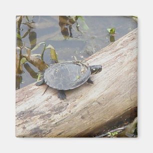 Baby Schildschildpadmagneet Magneet