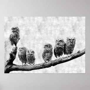 Baby Screech Owls Poster